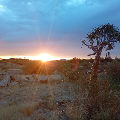 tree Profile Picture